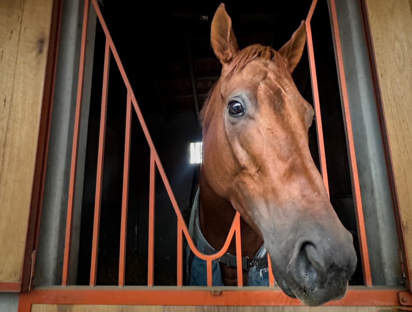 Caballo