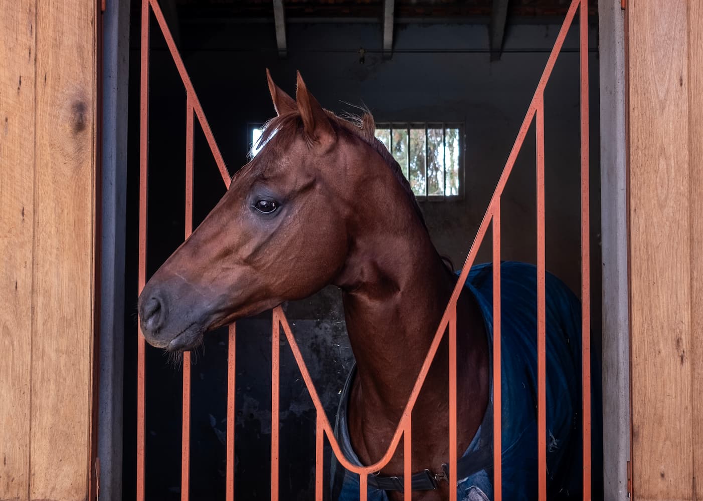 Caballo