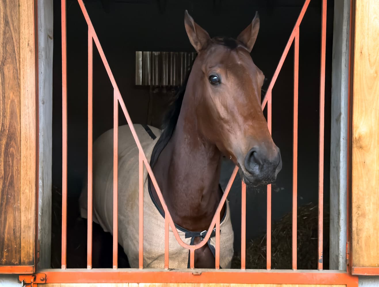 Caballo