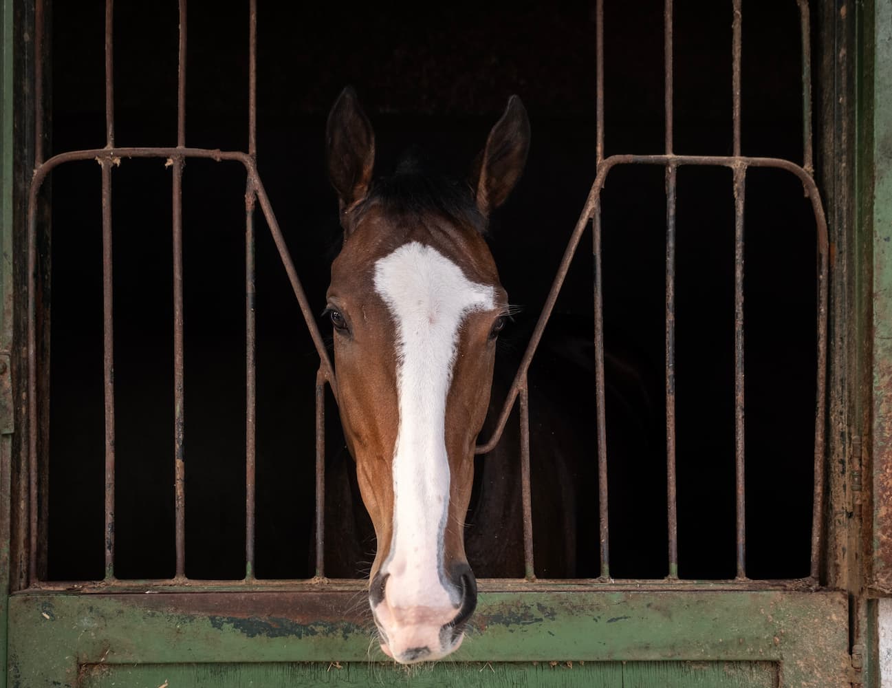 Caballo