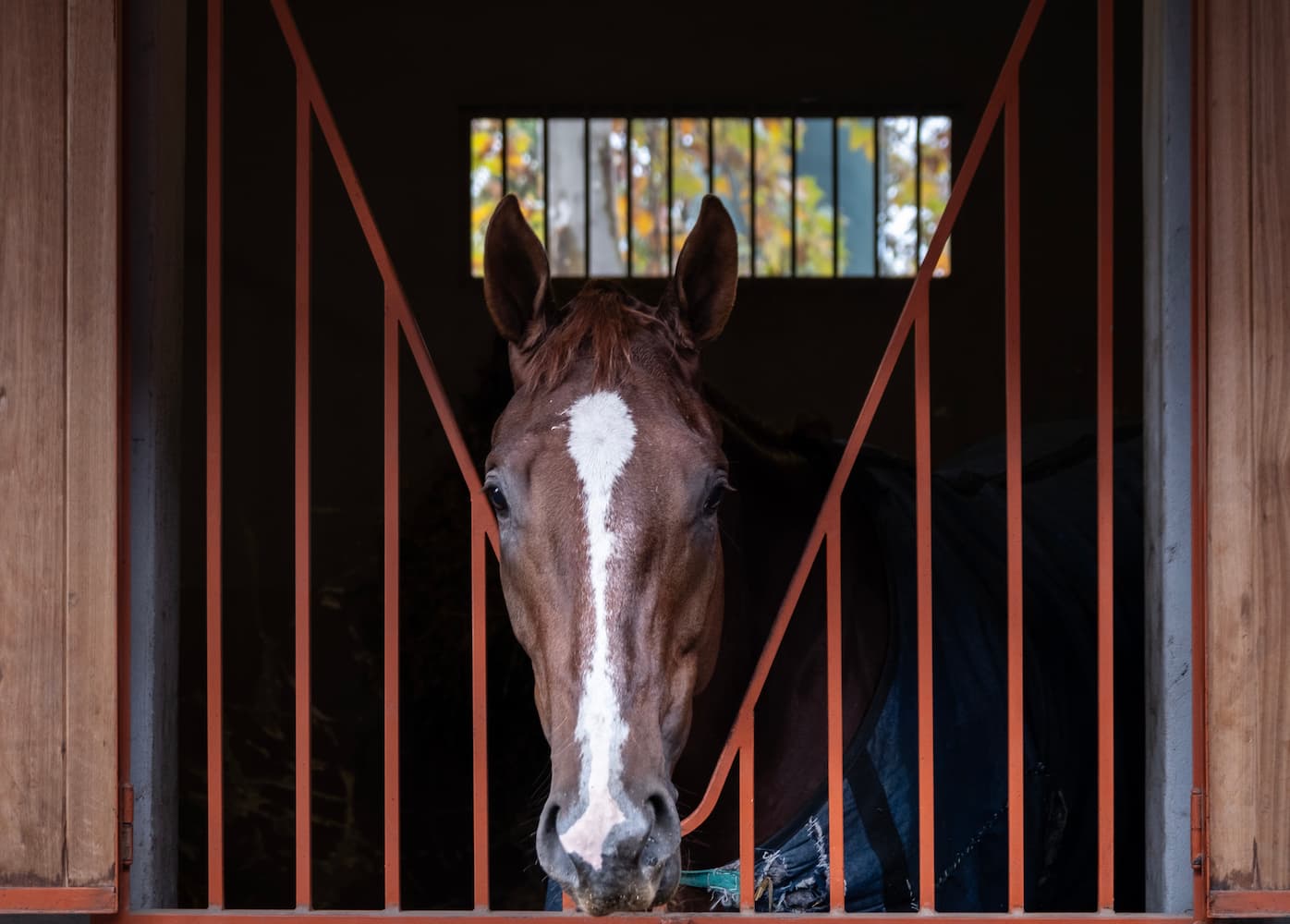 Caballo